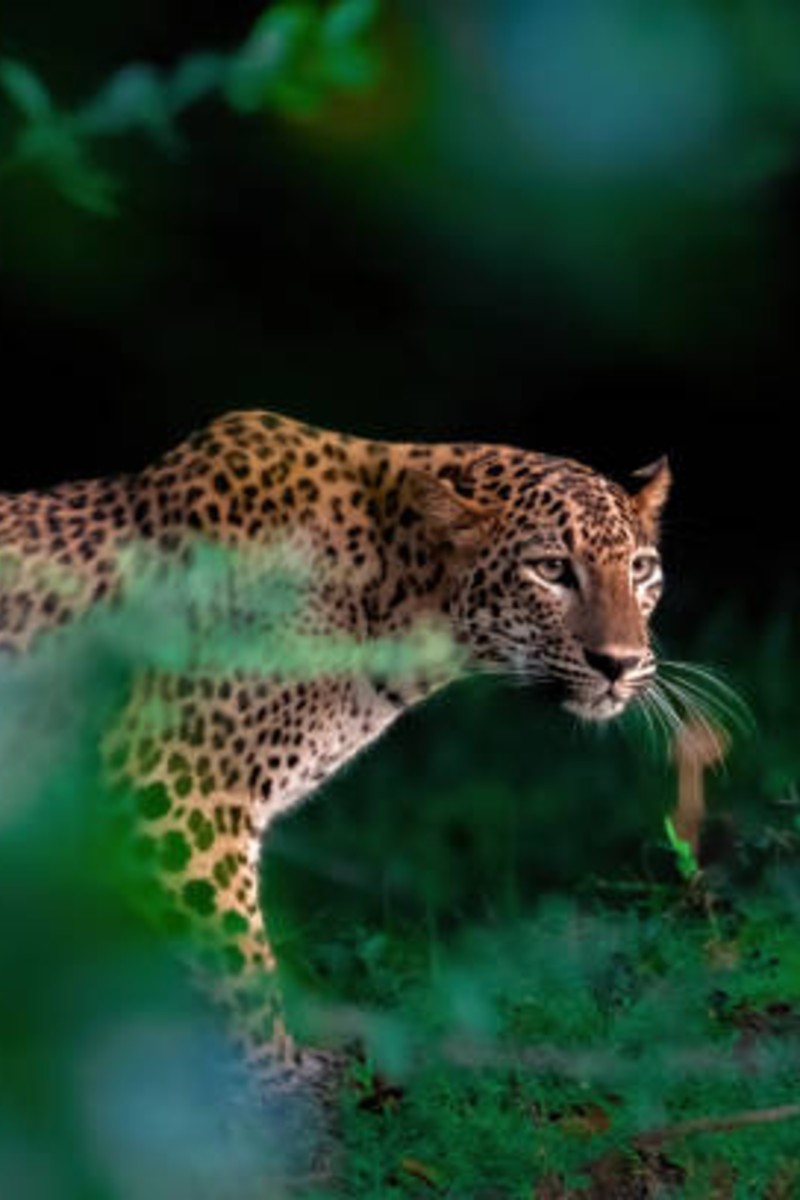 Wildlife
